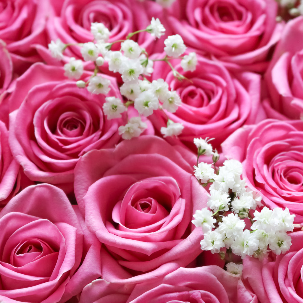 Pink Romance - 16 Pink Roses Delivery – JustRosesUK